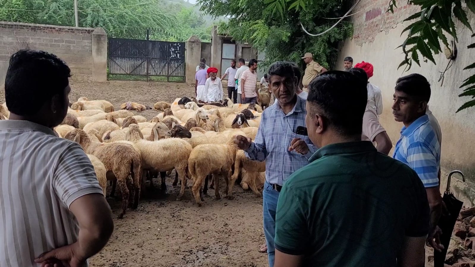 बडगांव में पशुपालक के बाड़े पर पैंथर का हमला,पांच भेड़ों की मौत, सात गंभीर घायल